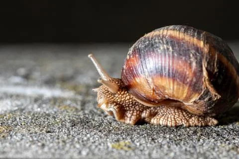 Big snail in shell crawling on road, summer day. Slug close up Stock Photos