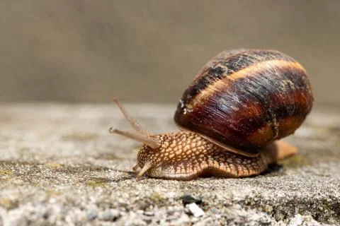 Big snail in shell crawling on road, summer day. Slug close up Stock Photos