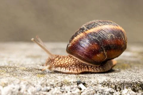 Big snail in shell crawling on road, summer day. Slug close up 스톡 사진