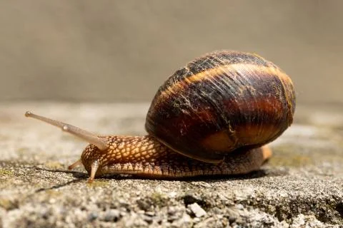 Big snail in shell crawling on road, summer day. Slug close up Stock Photos