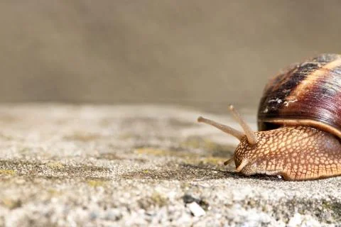 Big snail in shell crawling on road, summer day. Slug close up Foto stock