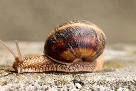 Big snail in shell crawling on road, summer day. Slug close up Foto stock