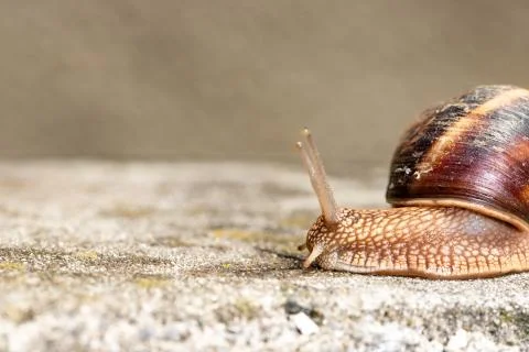 Big snail in shell crawling on road, summer day. Slug close up Foto stock
