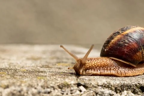 Big snail in shell crawling on road, summer day. Slug close up Stock Photos