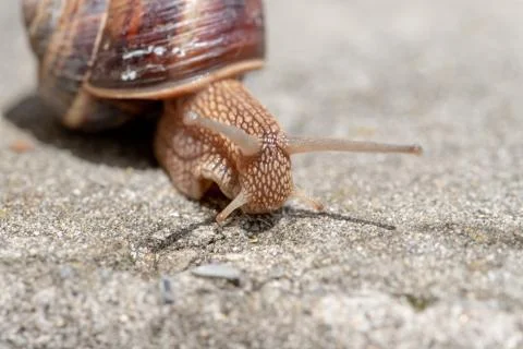 Big snail in shell crawling on road, summer day. Slug close up Stock Photos