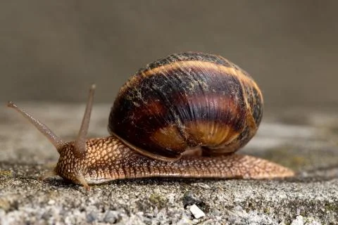 Big snail in shell crawling on road, summer day. Slug close up Stock Photos