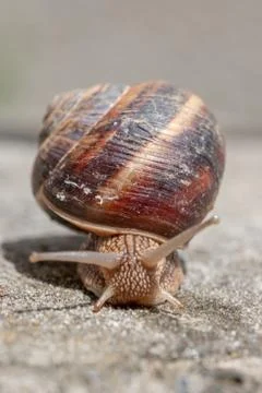 Big snail in shell crawling on road, summer day. Slug close up Foto stock