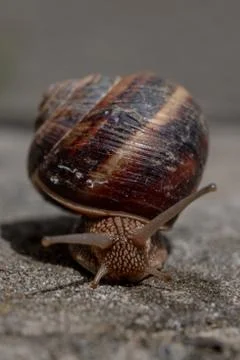 Big snail in shell crawling on road, summer day. Slug close up Stock Photos