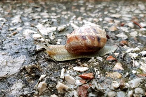 Big snail in shell crawling on road. Stock Photos