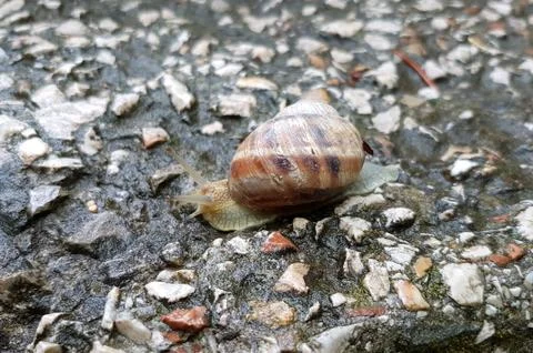 Big snail in shell crawling on road. Stock Photos