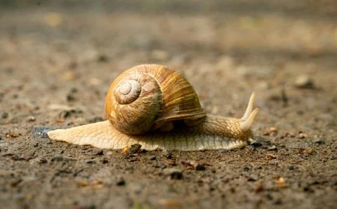 Big snail in shell crawling on road, summer day in garden Stock Photos