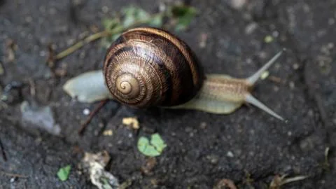 Big snail in shell crawling on road, summer day in garden Stock Photos