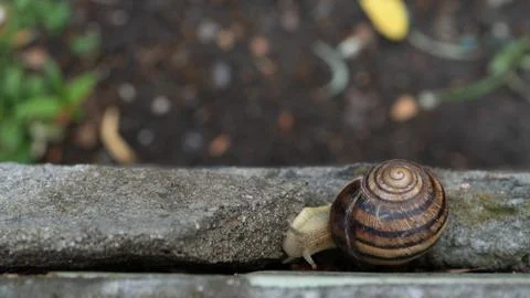 Big snail in shell crawling on road, summer day in garden Stock Photos