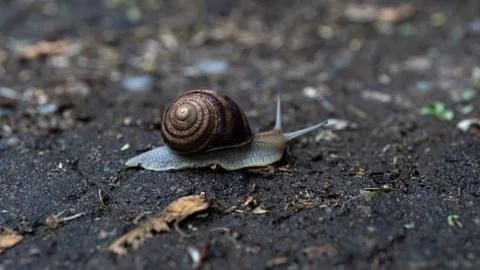 Big snail in shell crawling on road, summer day in garden Stock Photos
