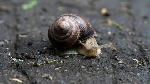 Big snail in shell crawling on road, summer day in garden Stock Photos