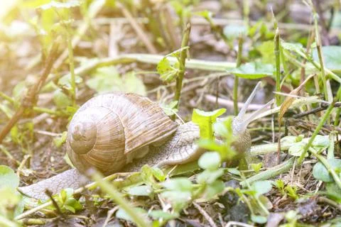 Big snail in shell crawling on road, summer day in garden. Big snail on the Stock Photos