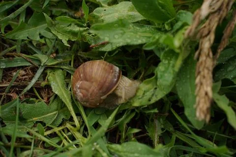Big snail in shell crawling on road, summer day in garden Stock Photos
