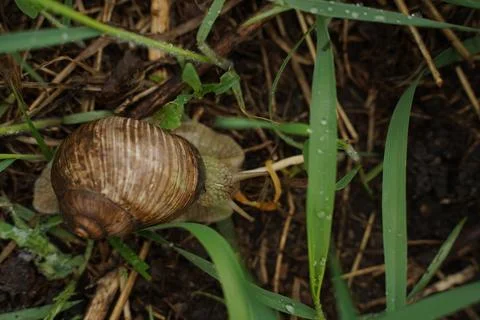 Big snail in shell crawling on road, summer day in garden Stock Photos
