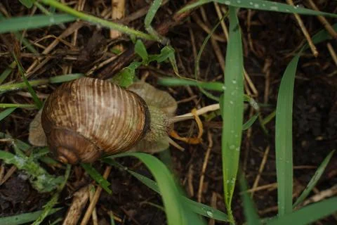 Big snail in shell crawling on road, summer day in garden. Selective focus Foto stock