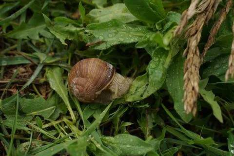 Big snail in shell crawling on road, summer day in garden. Selective focus Stock Photos