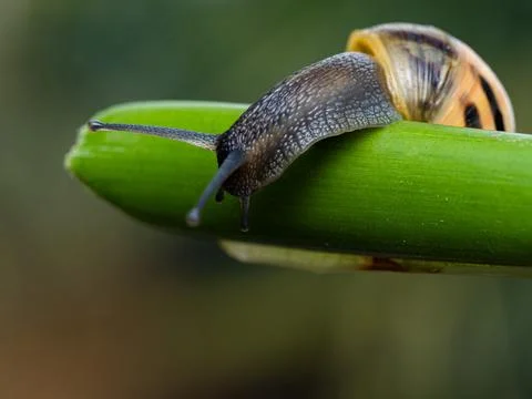 Big snail in shell crawling on road. Helix pomatia also Roman snail, Burgun.. Stock Photos