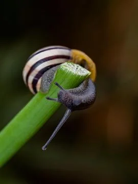 Big snail in shell crawling on road. Helix pomatia also Roman snail, Burgun.. Stock Photos