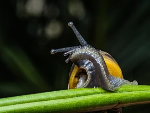 Big snail in shell crawling on road. Helix pomatia also Roman snail, Burgun.. Stock Photos
