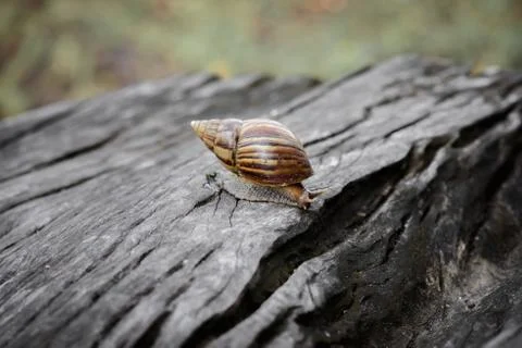 Big snail in shell crawling on Timber 스톡 사진