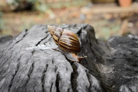 Big snail in shell crawling on Timber Stock Photos