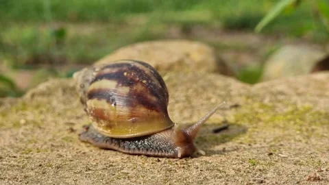 A big snail is slowly creeping in the forest after the rain. Focus on the s.. Stock Footage 227321130