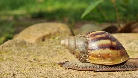 A big snail is slowly creeping in the forest after the rain. Focus on the s.. Stock Footage 227321140