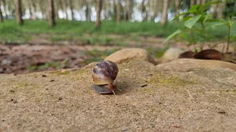A big snail is slowly creeping in the forest after the rain. Focus on the s.. Stock Footage 227321143