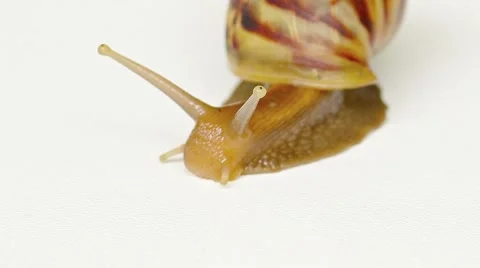 Big snail on white background close up. Video FullHD Stock Footage 61754866