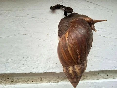 Big snail in white background Stock Photos