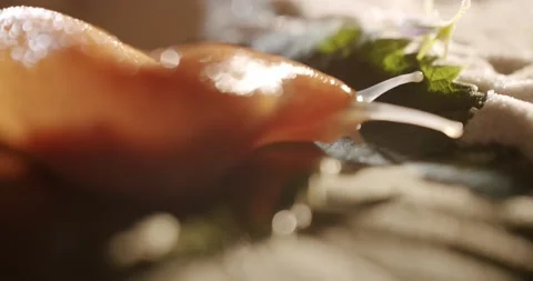 Big snail without a shell crawling on the road. Helix pomatia also snails, macro Stock Footage 168101889