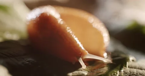 Big snail without a shell crawling on the road. Helix pomatia also snails, macro Stock Footage 194436216
