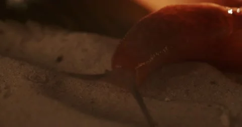 Big snail without a shell crawling on the road. Helix pomatia also snails, macro Stock Footage 197602347