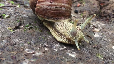 Big snail in the woods Stock Footage 77001083