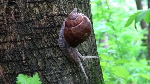 Big snail in the woods Stock Footage 77209628
