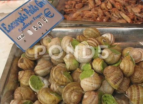 Big snails at market Stock Photos