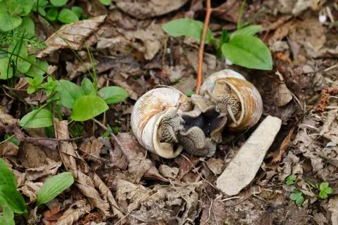 Big snails in the wild Foto stock