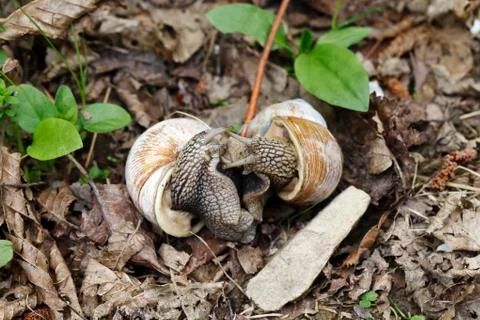 Big snails in the wild Stock-Fotos
