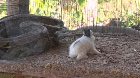 Big snake Boa Constrictor Killing a Small Rabbit Vídeos de archivo 54466843