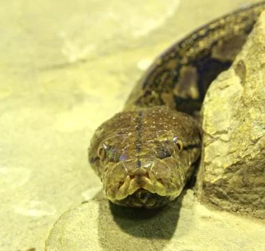 Big snake boa looking at the camera Foto stock