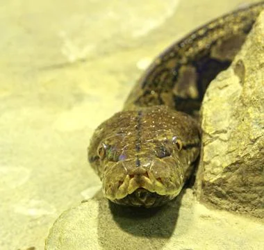 Big snake boa looking at the camera Big snake boa looking at the camera. C... Foto stock