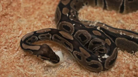 Big snake eats a mouse Stock Footage 61799488