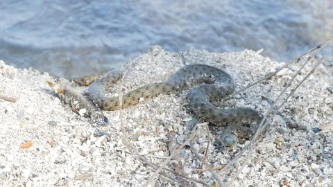 Big snake Stock Footage 90244305