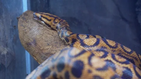 Big snake moving through a tree in a zoo. Stock Footage 98965262