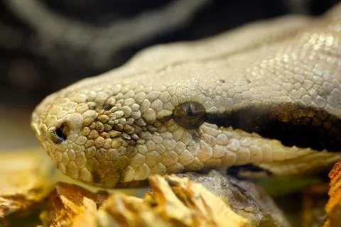 Big snake portrait Stock Photos