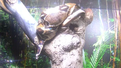 Big snake python close-up in nature 스톡 동영상 227537439